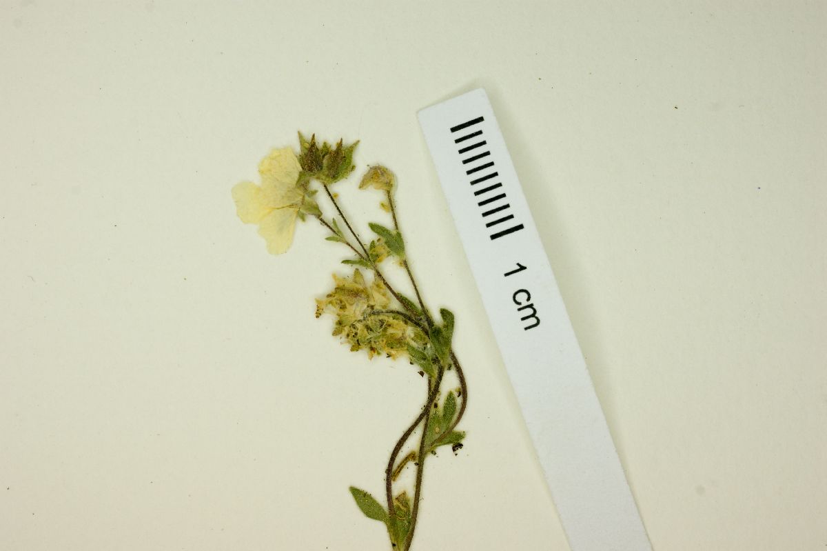 Potentilla rimicola image