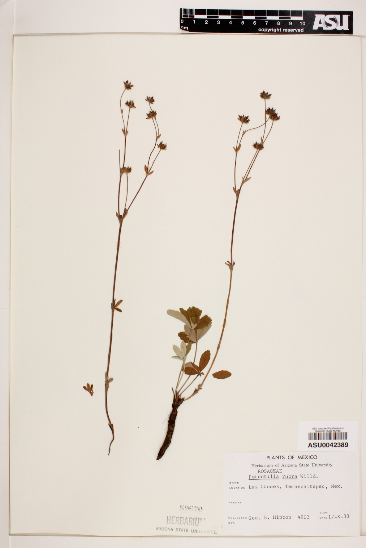 Potentilla rubra image