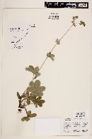 Potentilla thurberi image