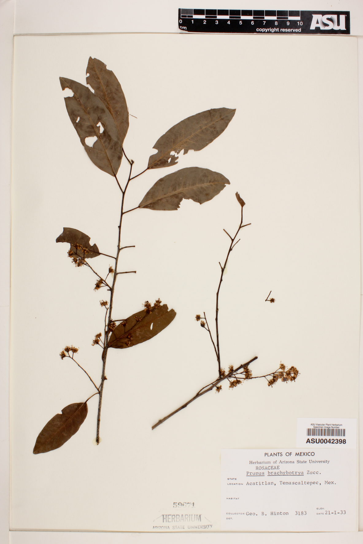 Prunus brachybotrya image