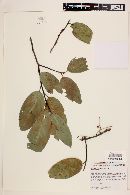 Prunus brachybotrya image