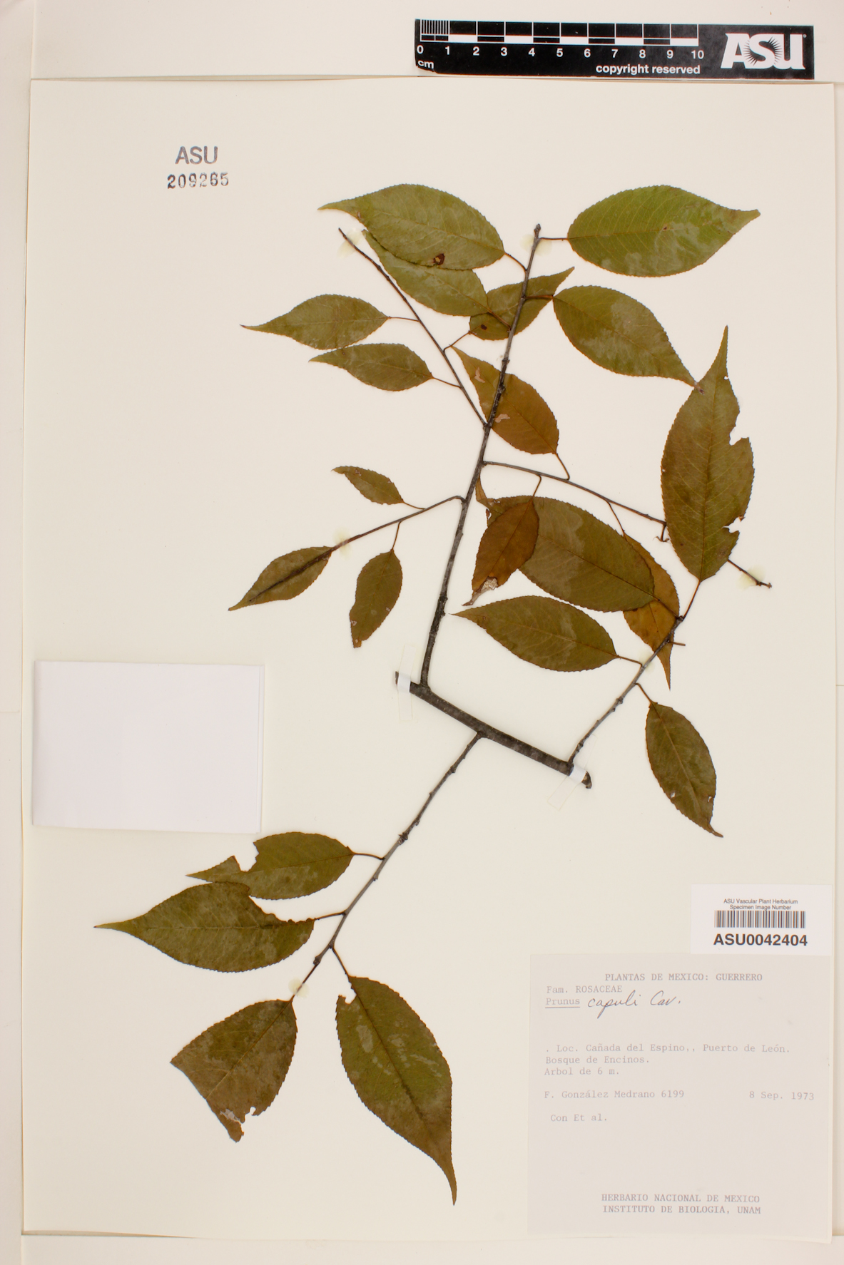 Prunus capuli image