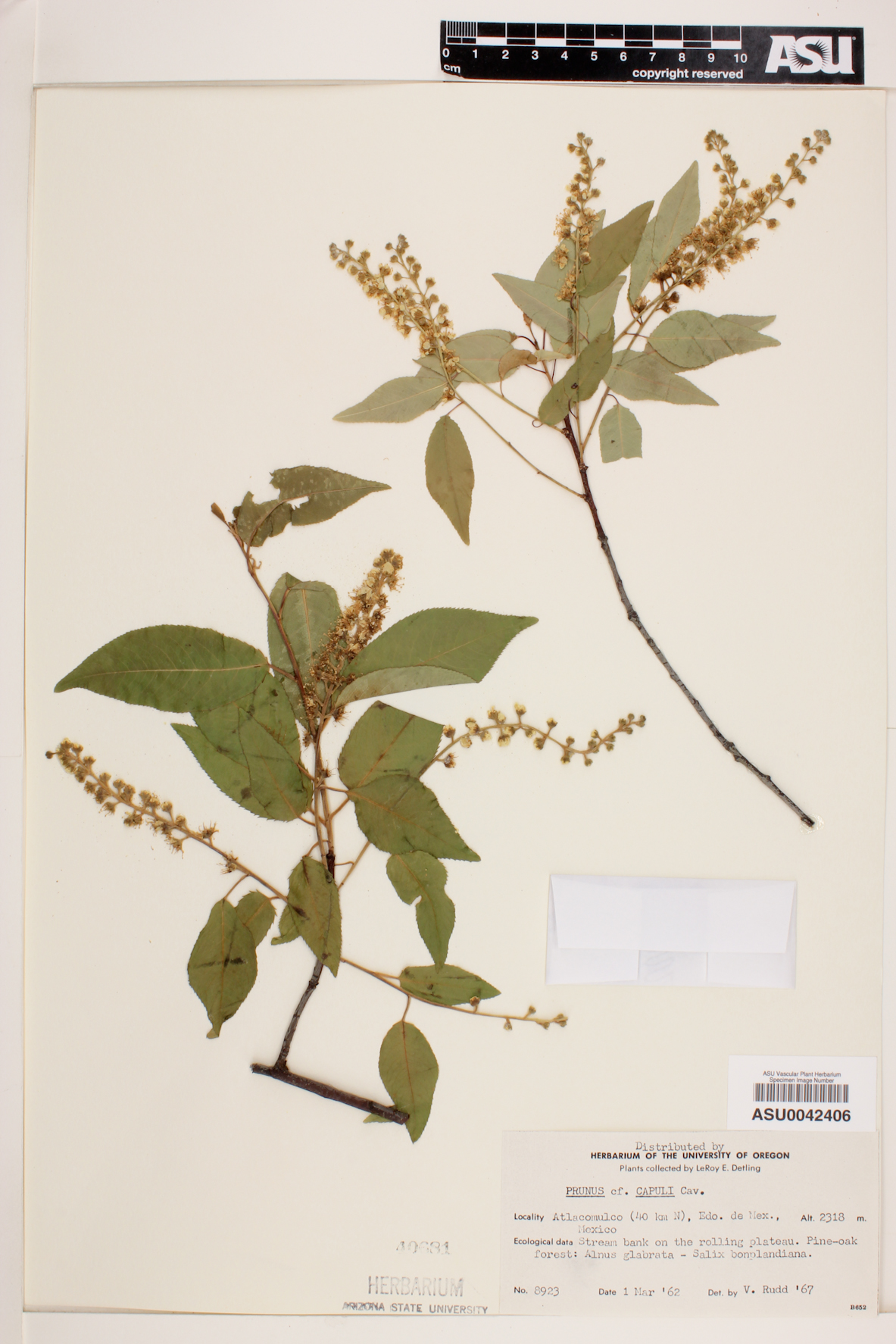 Prunus capuli image