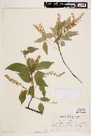 Prunus capuli image