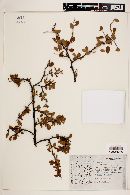 Image of Prunus cercocarpifolia