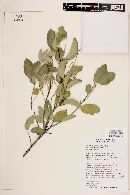 Prunus ilicifolia image