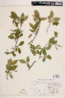 Prunus serotina var. virens image