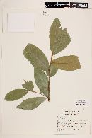 Prunus zinggii image