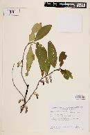 Prunus brasiliensis image