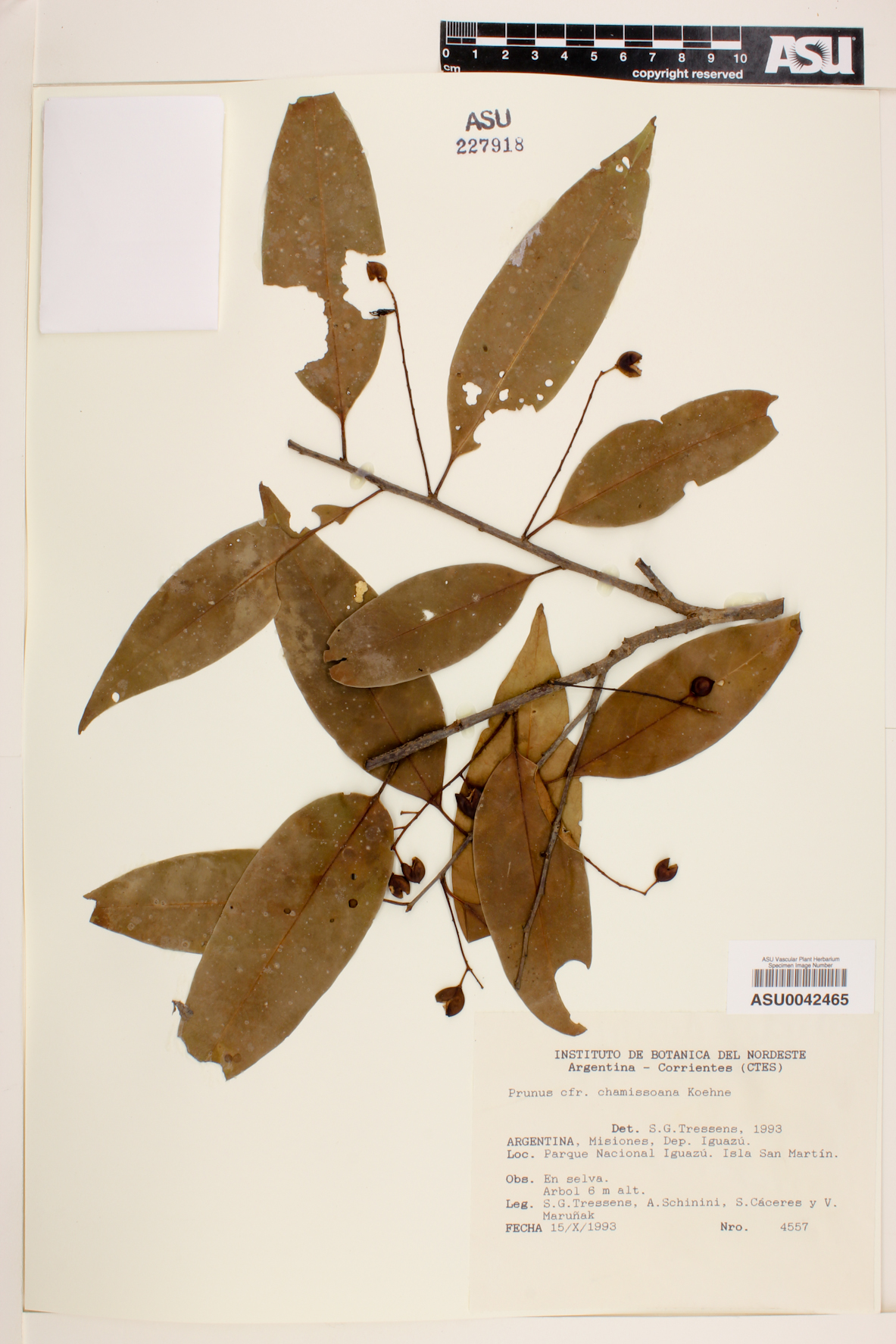 Prunus chamissoana image