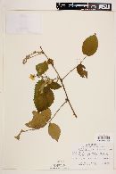 Rubus adenotrichus image