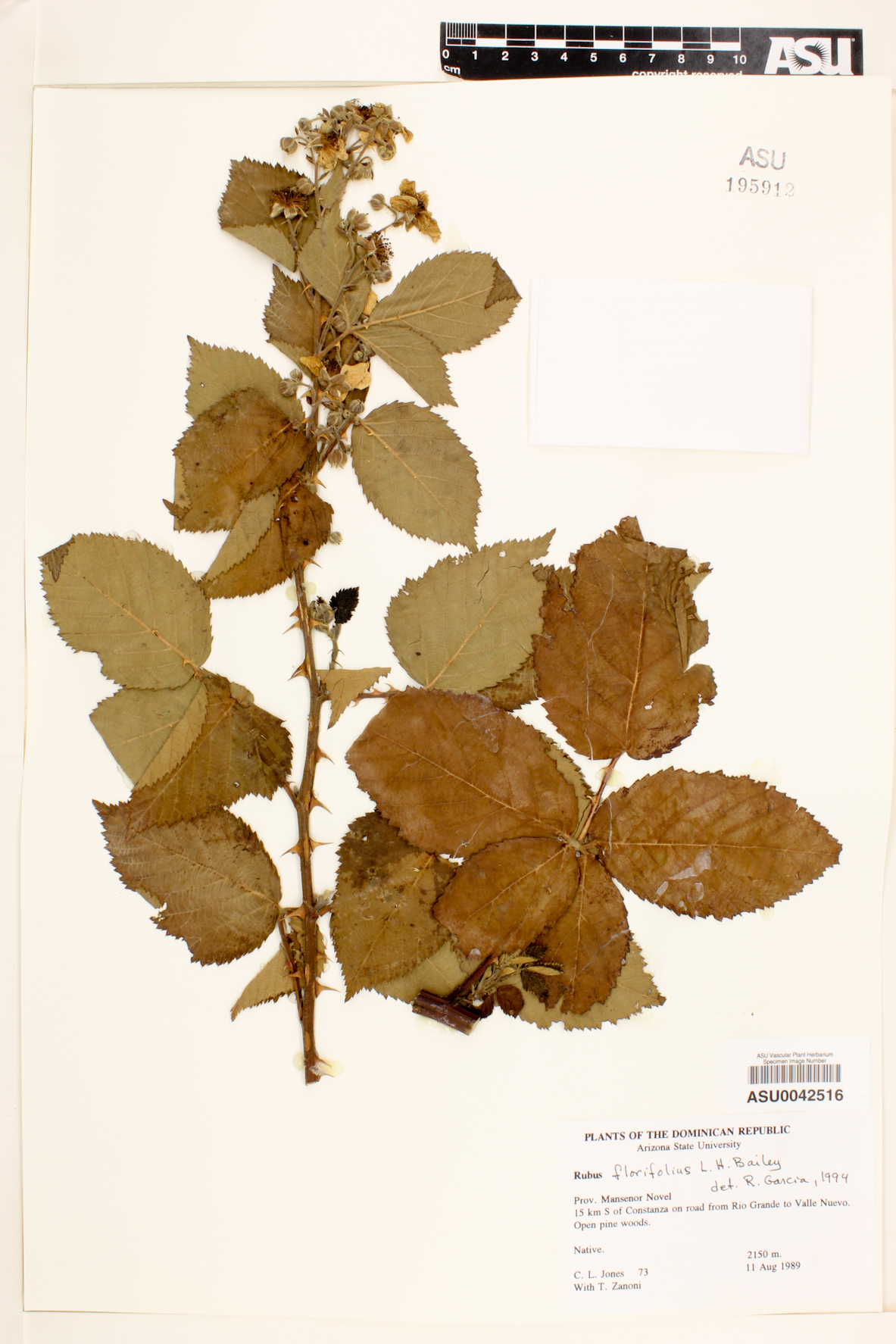 Rubus florifolius image