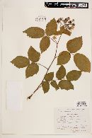 Rubus liebmannii image