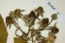 Rubus liebmannii image