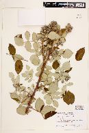 Rubus niveus image