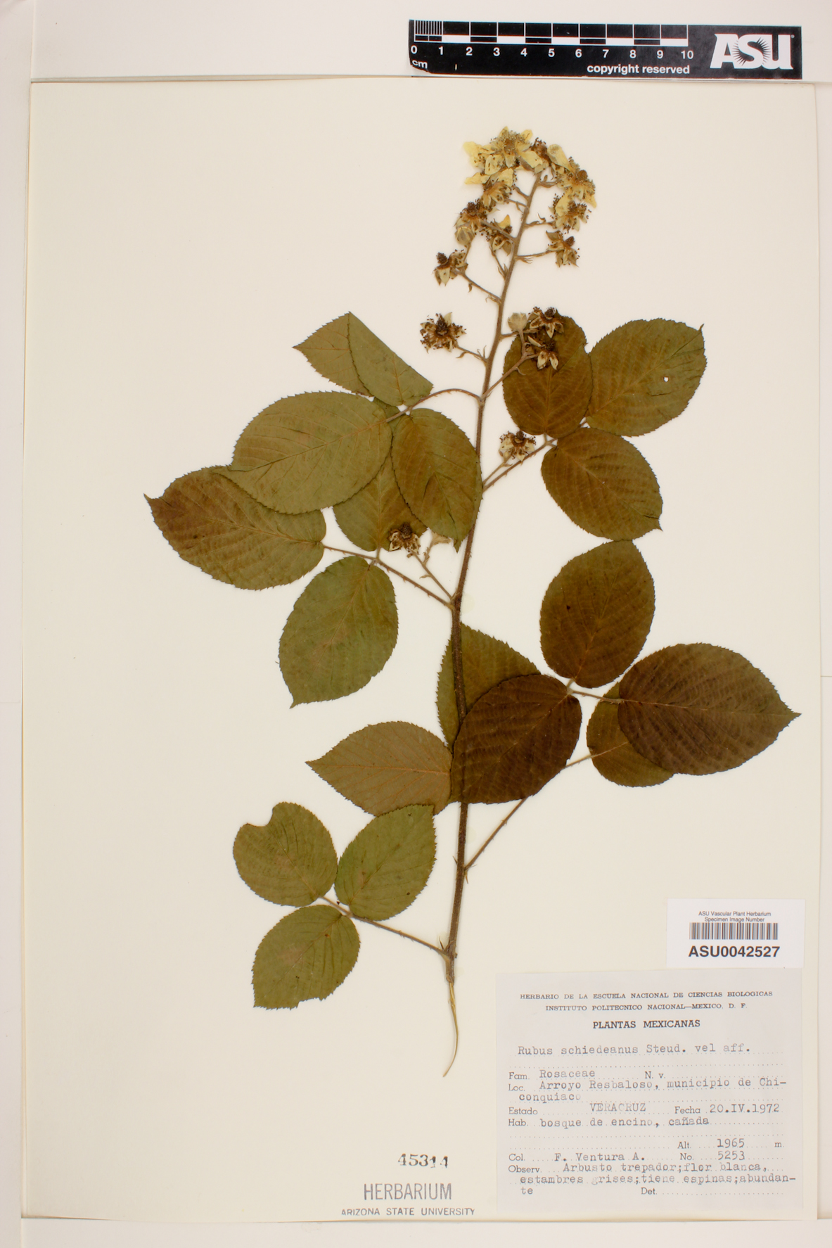 Rubus schiedeanus image