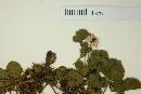 Rubus geoides image