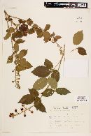 Rubus sellowii image