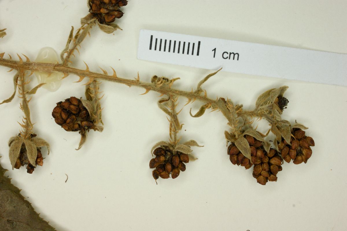 Rubus sellowii image
