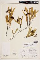 Vauquelinia californica subsp. pauciflora image