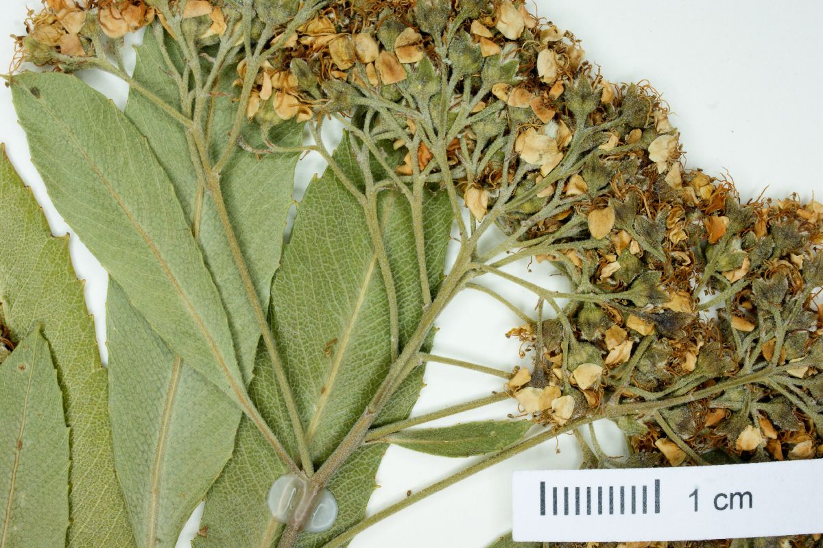 Vauquelinia corymbosa subsp. saltilloensis image