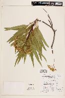 Vauquelinia corymbosa subsp. heterodon image
