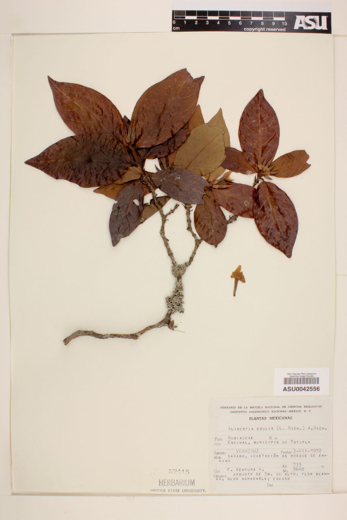 Alibertia edulis image