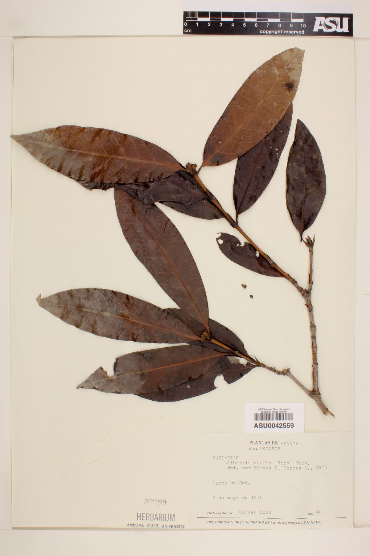 Alibertia edulis image