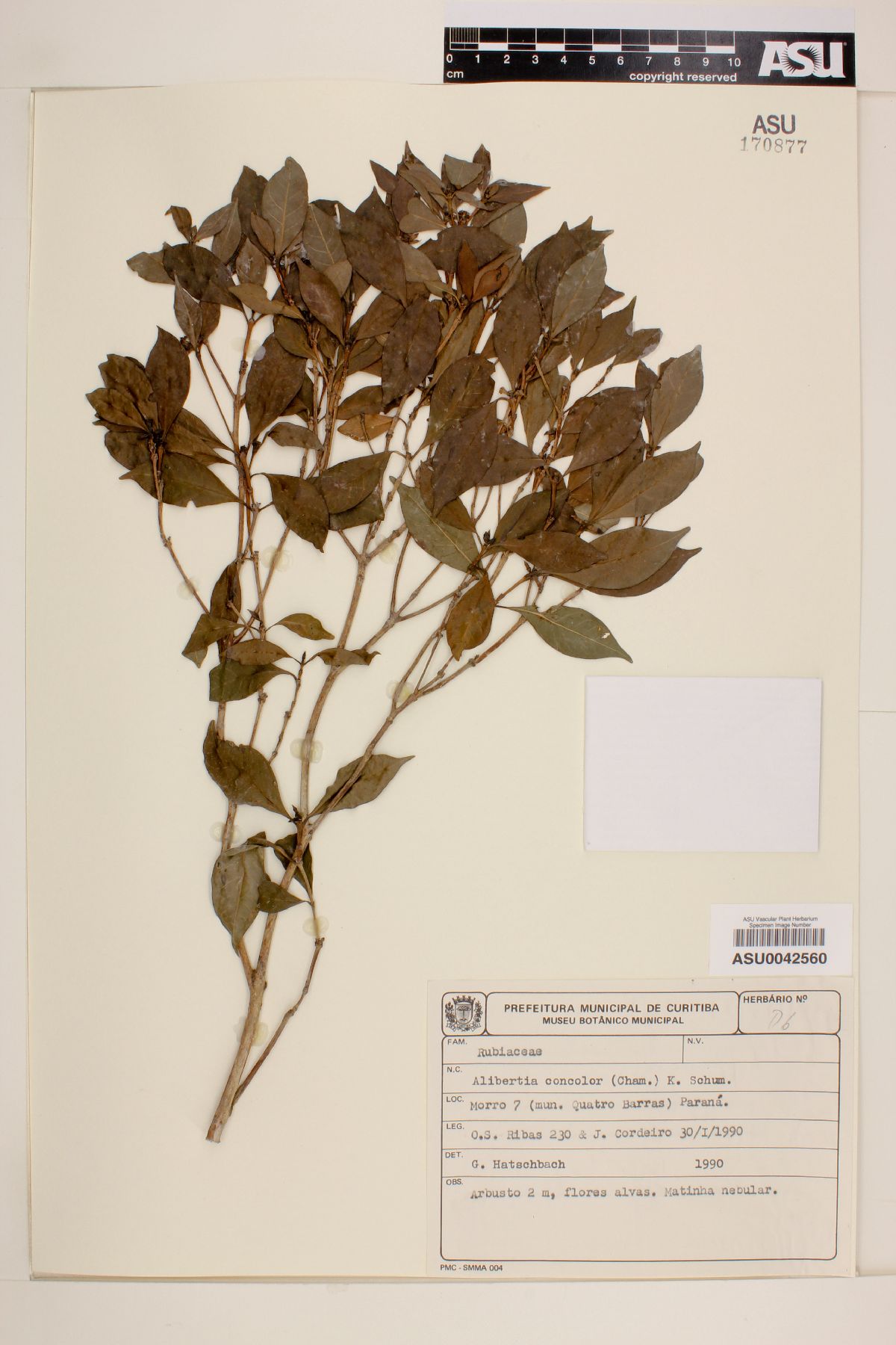 Alibertia image