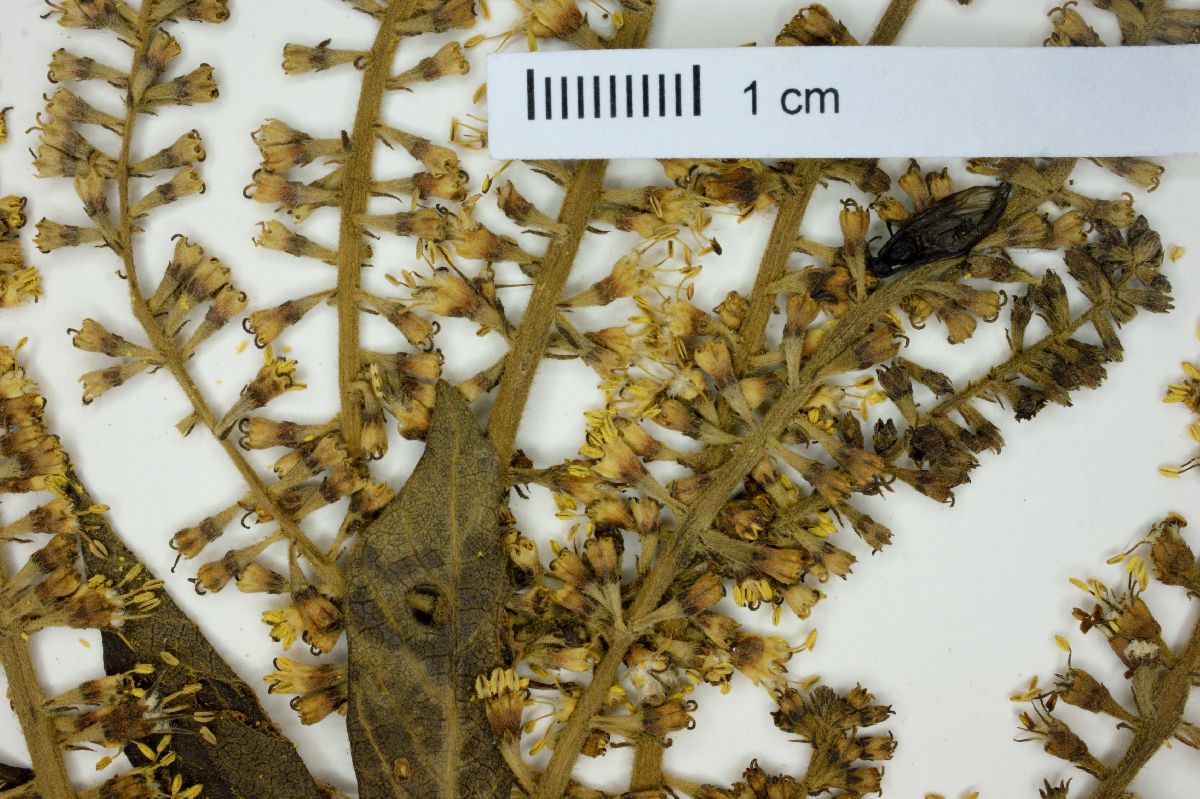 Alseis floribunda image