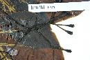 Balmea stormae image