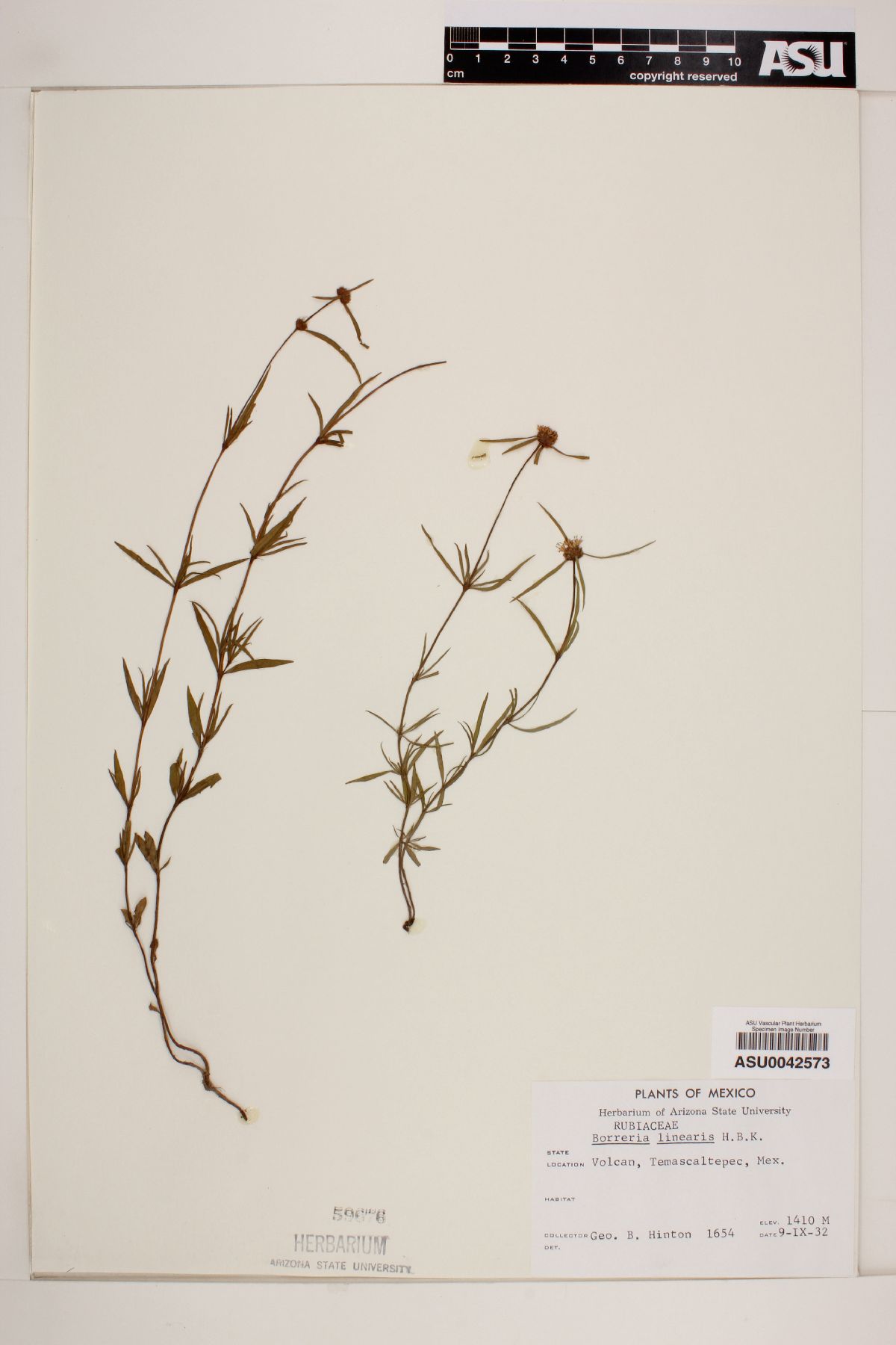 Spermacoce brassii image