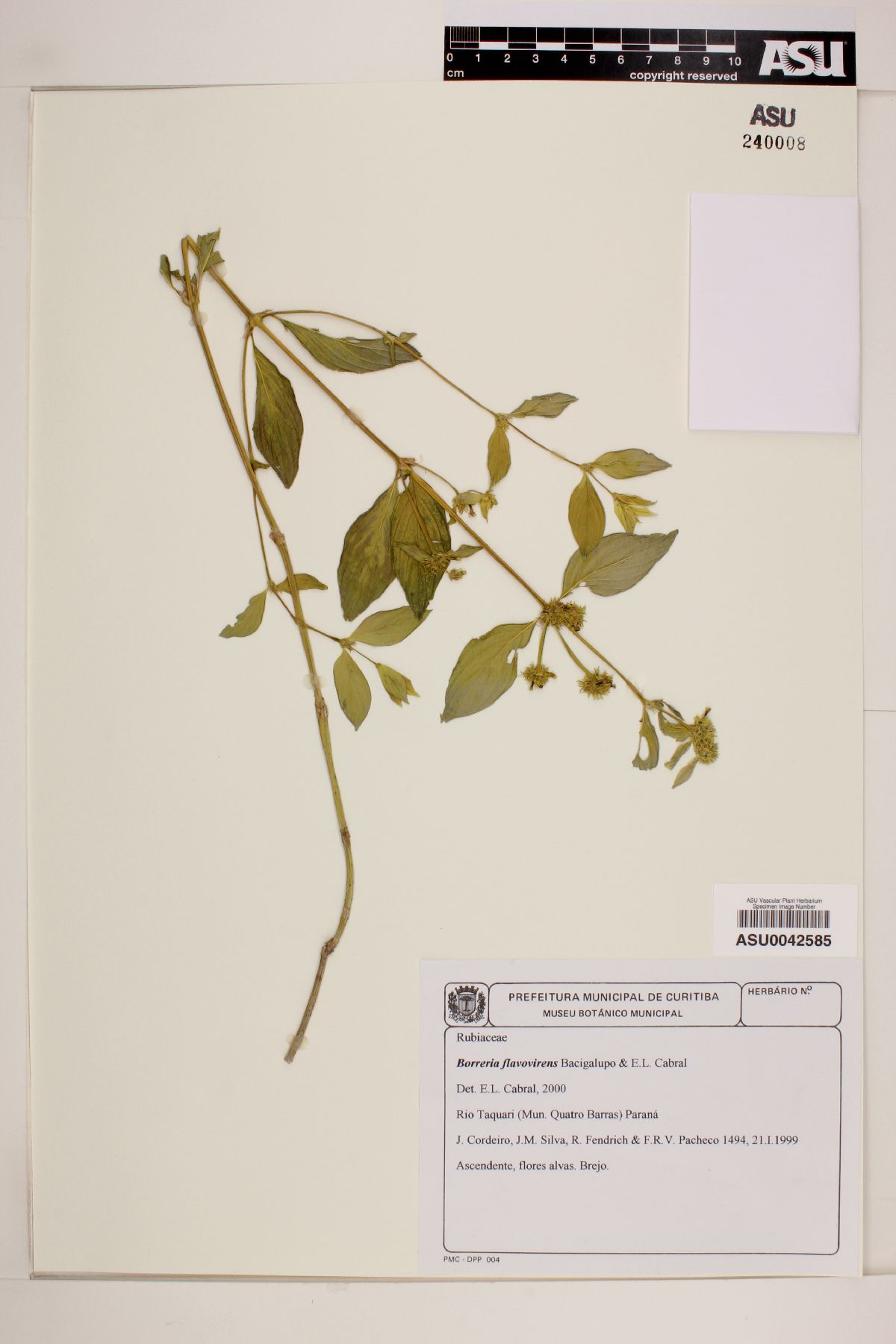 Spermacoce schumannii image
