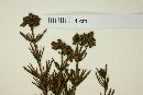 Galianthe peruviana image