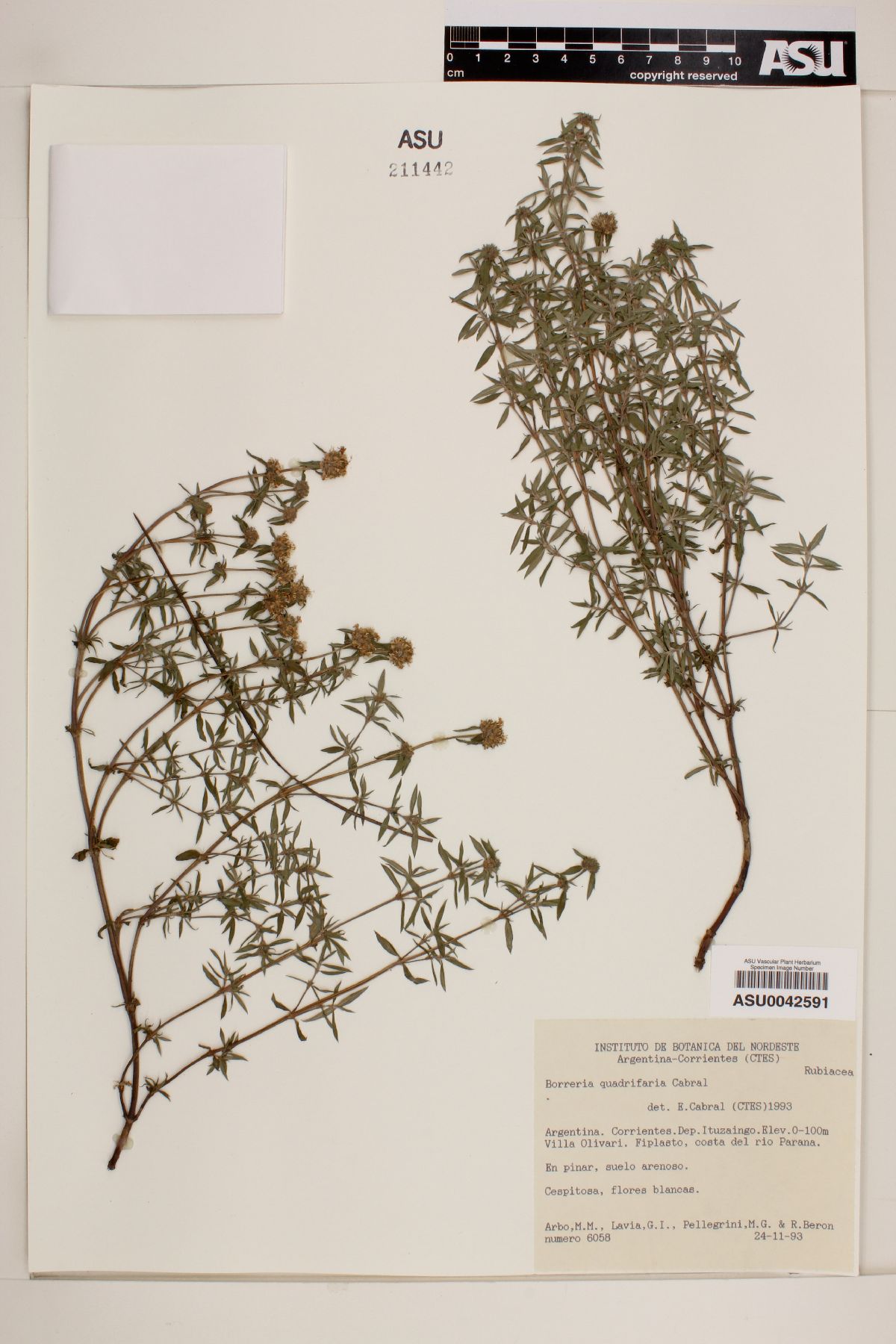 Spermacoce quadrifaria image