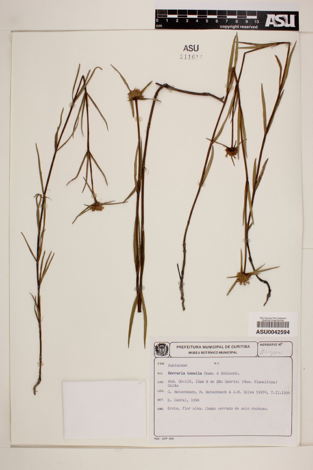 Borreria tenella image