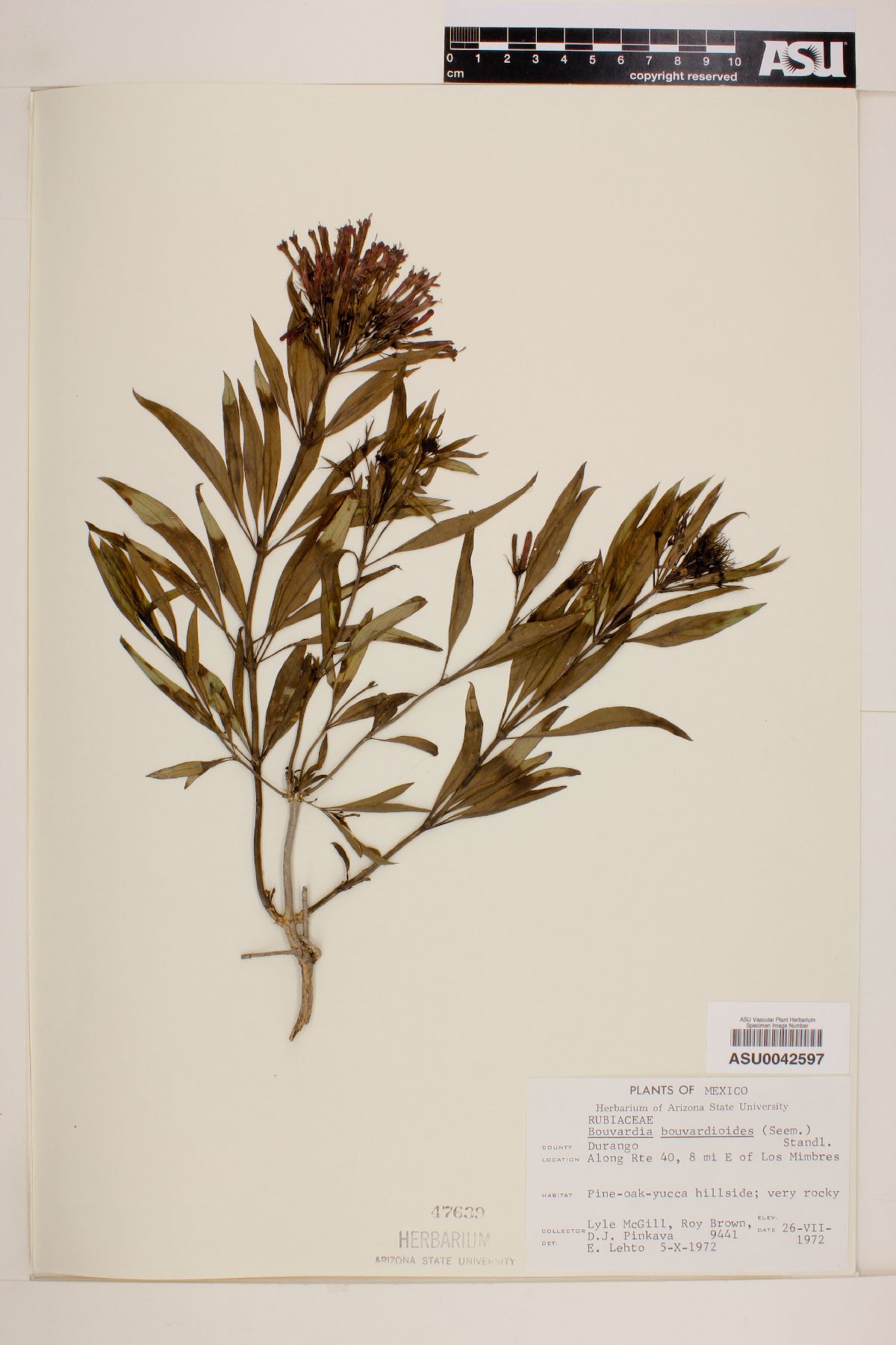 Bouvardia bouvardioides image