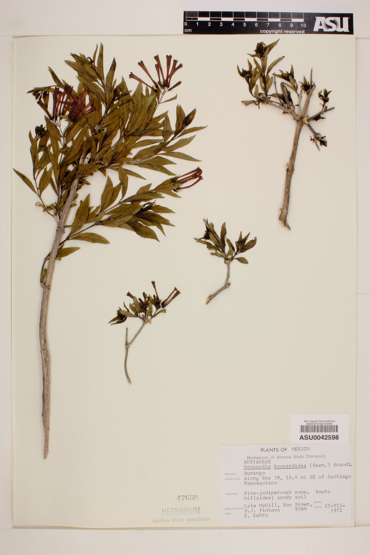 Bouvardia bouvardioides image