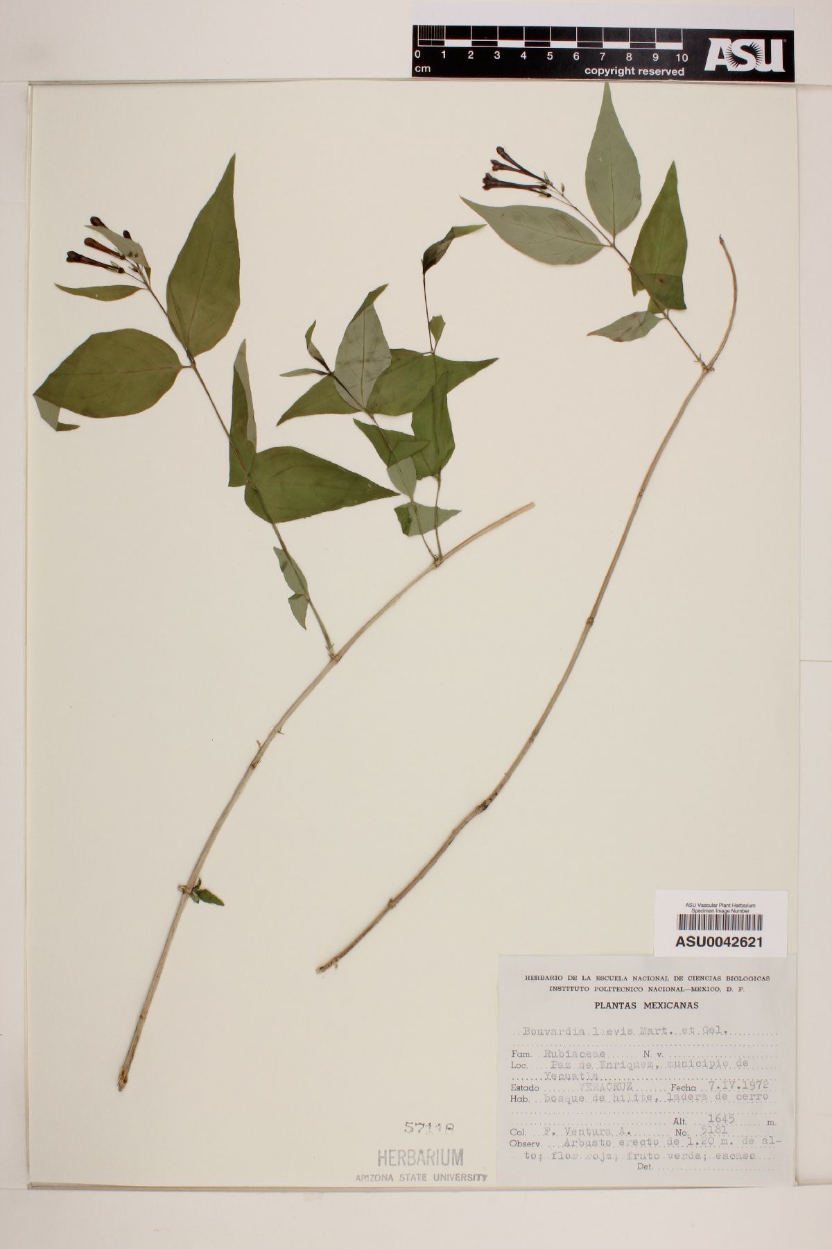 Bouvardia laevis image