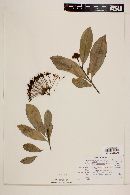 Bouvardia latifolia image