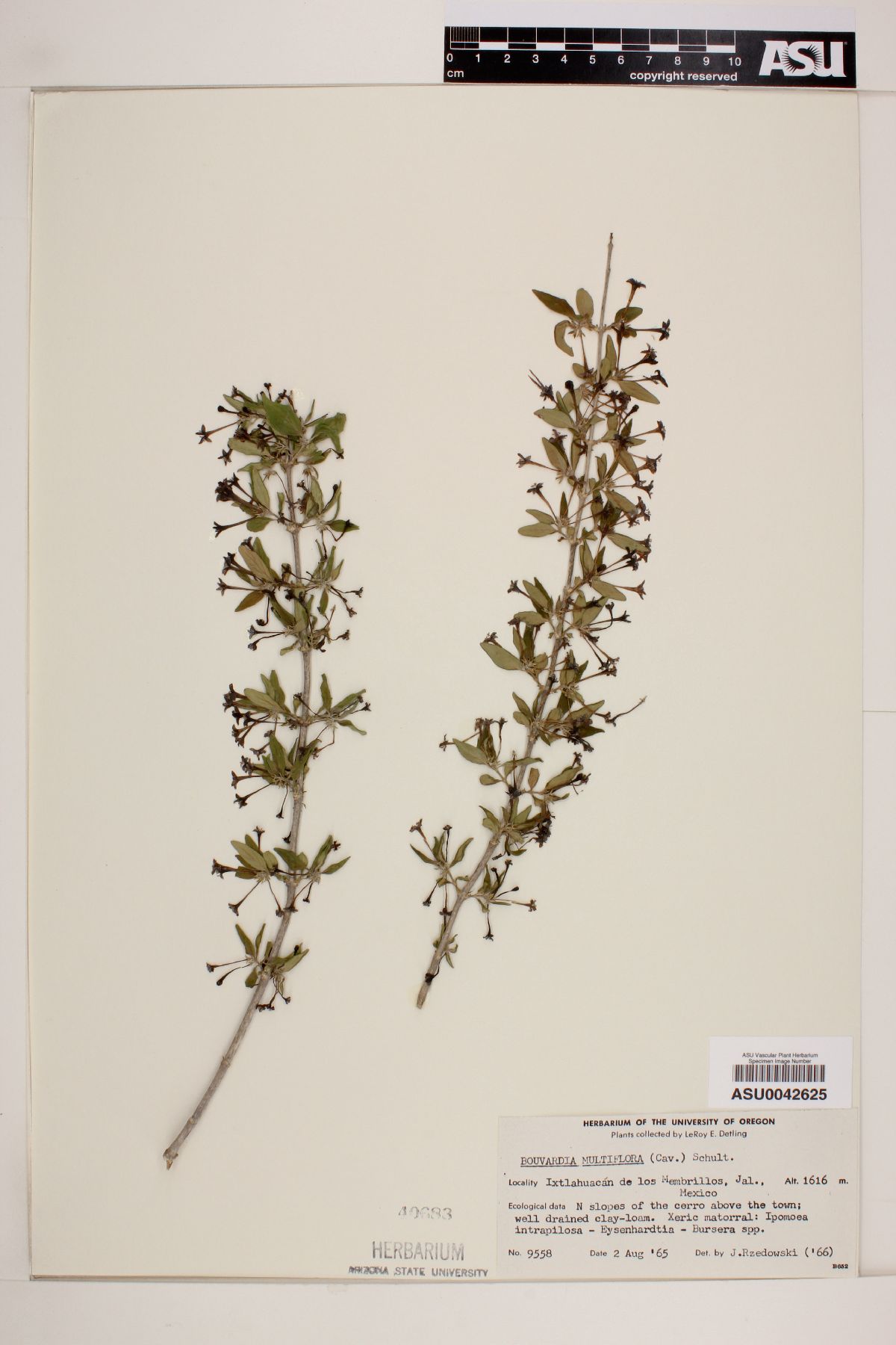 Bouvardia multiflora image