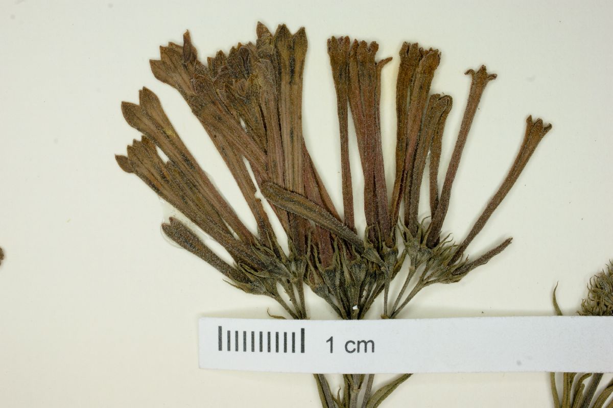 Bouvardia tenuifolia image