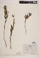 Bouvardia ternifolia image