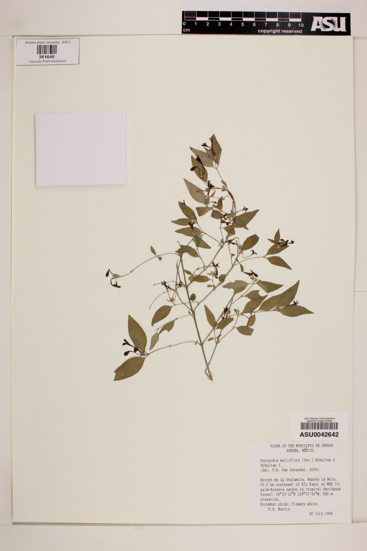 Bouvardia multiflora image