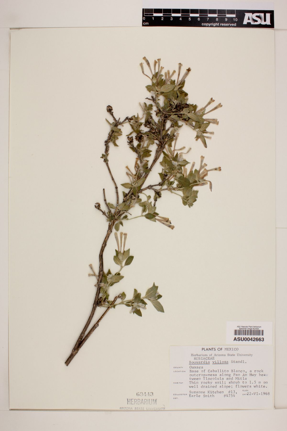 Bouvardia xylosteoides image