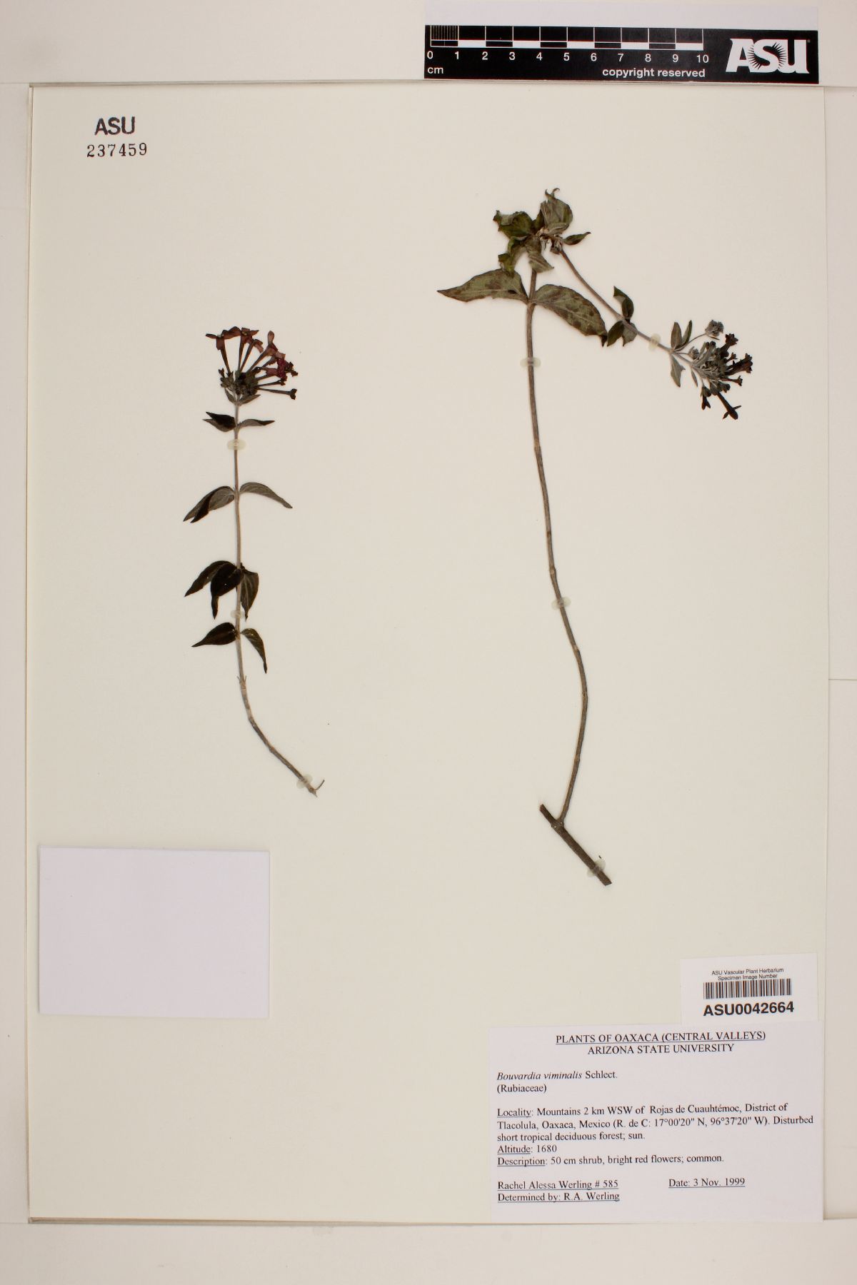 Bouvardia viminalis image