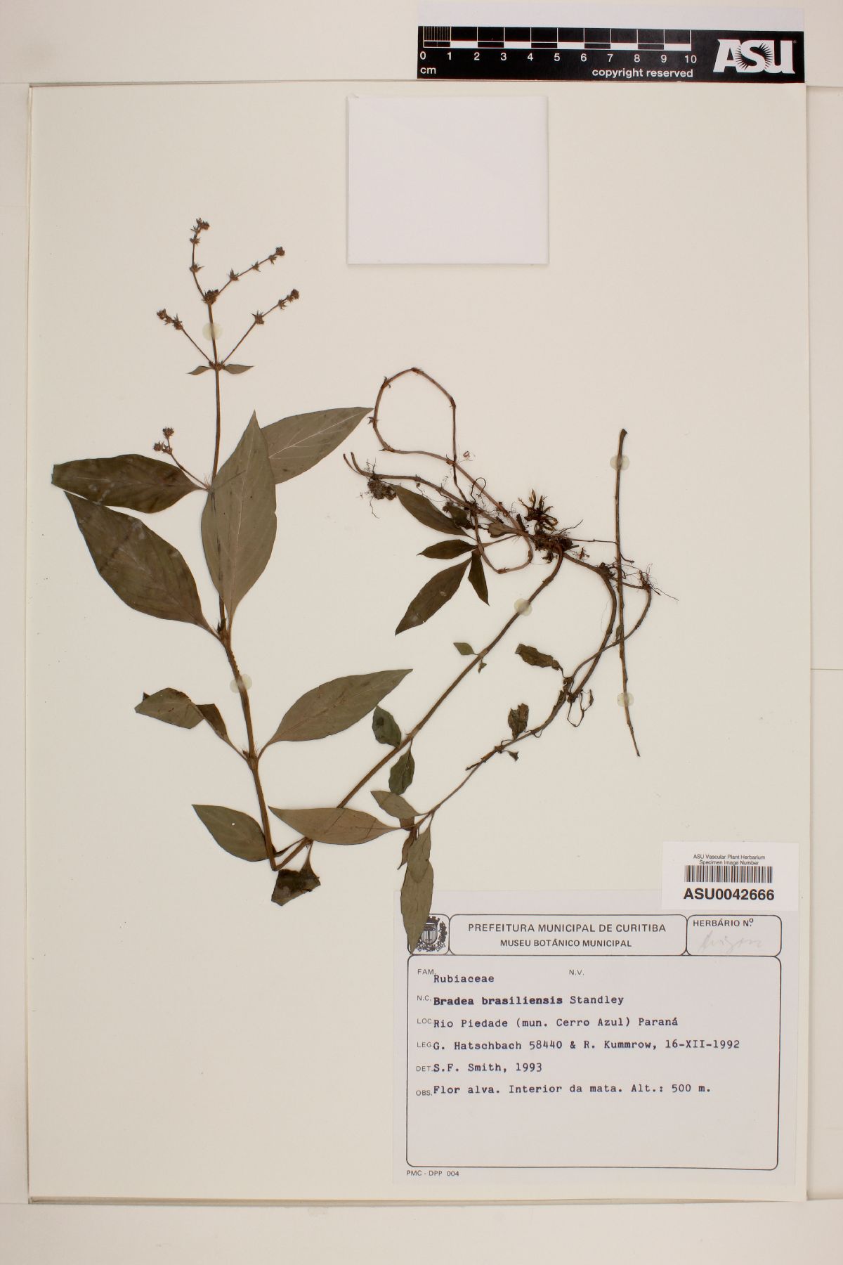 Bradea brasiliensis image