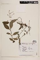Media resource of Bradea brasiliensis