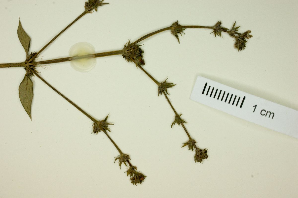 Bradea brasiliensis image