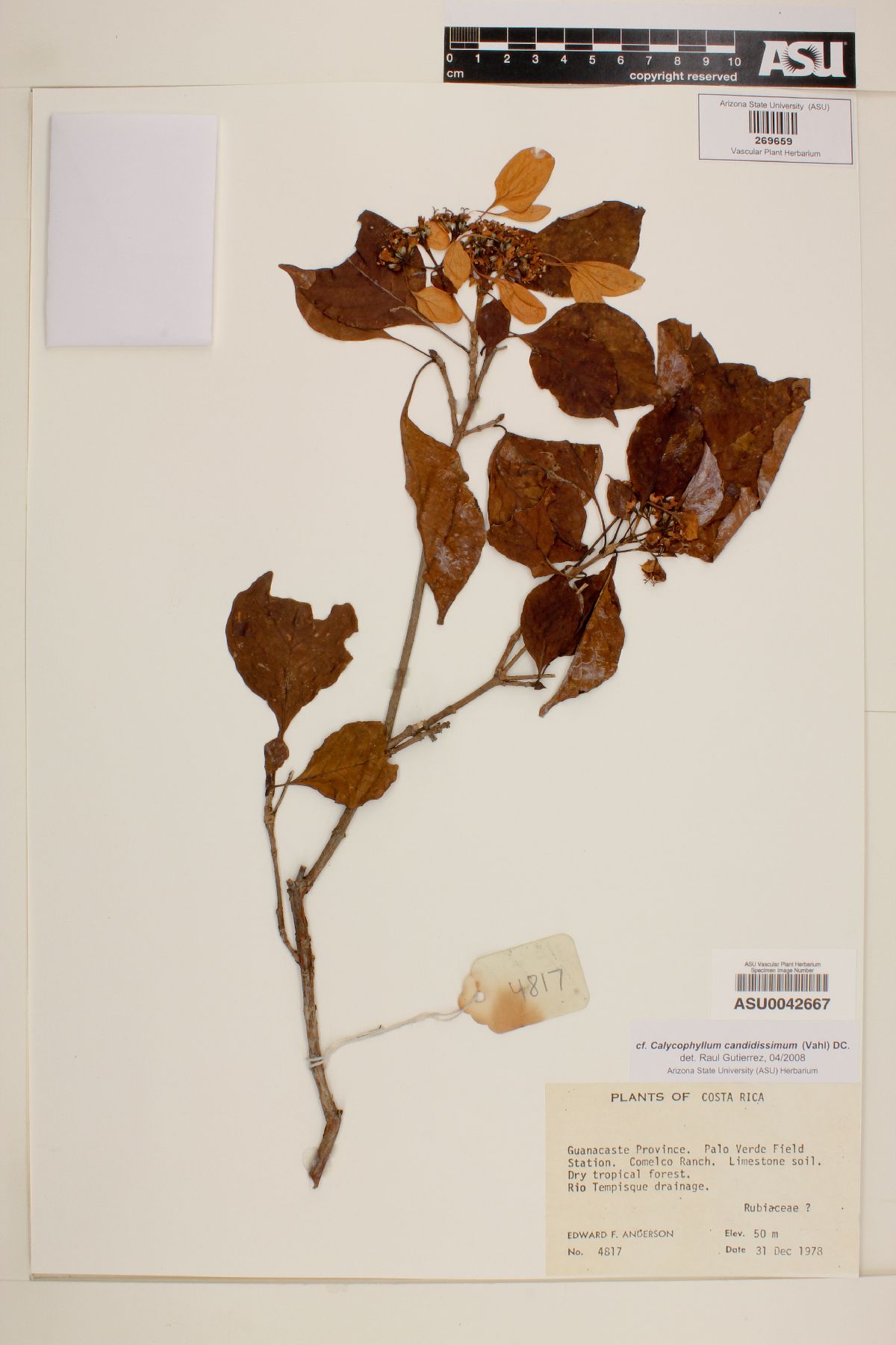 Calycophyllum candidissimum image